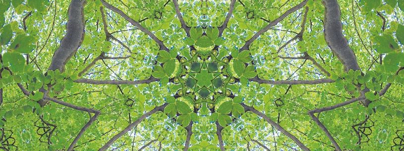 © Waldgesundheitsexpertin Angelika Linhardt Die Schönheit der Natur entdecken | © Waldgesundheitsexpertin Angelika Linhardt