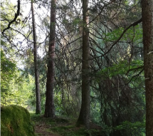 © Waldgesundheitsexpertin Angelika Linhardt WaldIn statt BurnOut | © Waldgesundheitsexpertin Angelika Linhardt